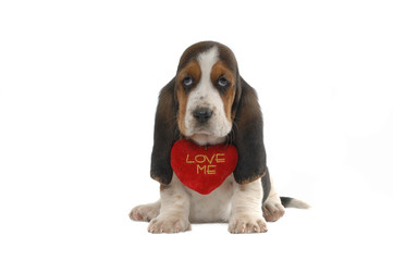 Basset Hound puppy with heart love me