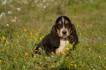 Basset Hound puppy in flowers