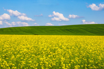 Obraz premium View of a yellow rapeseed field, green hills and blue sky with white clouds.