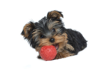Yorkshire Terrier puppy nibbling a toy