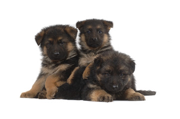 German Shepherd puppies