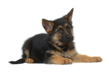German Shepherd puppy