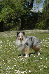 Shetland Sheepdog