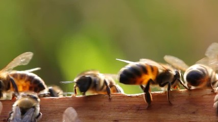 Bees in evening rays of sun. Video for relaxation. Warm tones and slow strokes of the wings of insects act soothingly.