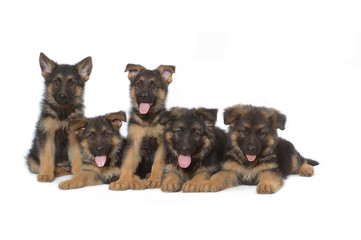 German Shepherd puppies