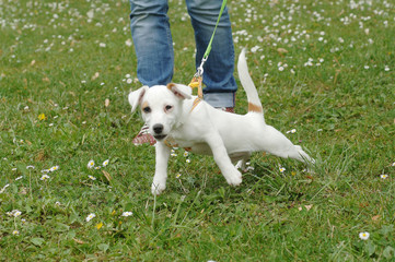 Jack Russell Terrier