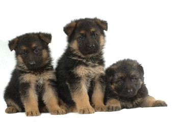 German Shepherd puppies