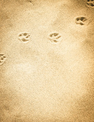 Fox paw prints on the sand. Nature background.