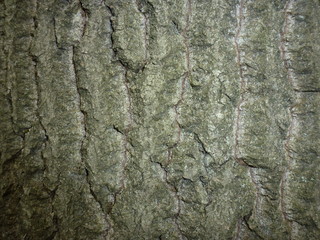 bark of a tree