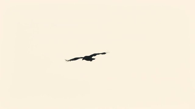 Silhouette of hawk flying high in the air in Asir Province in Saudi Arabia