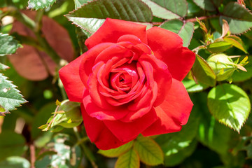 beautiful bright rose close-up in the garden on a green background