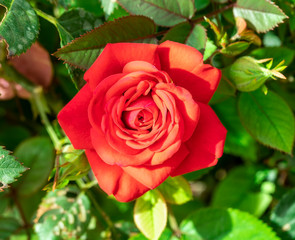 beautiful bright rose close-up in the garden on a green background