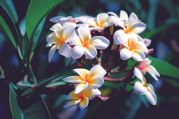 exotic plumeria rubra white flowers in natural background with copy space