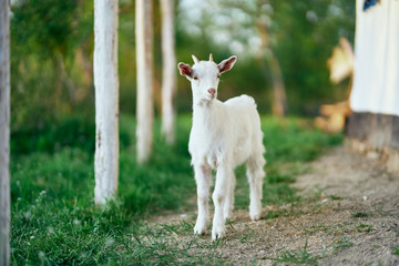 goat on green grass