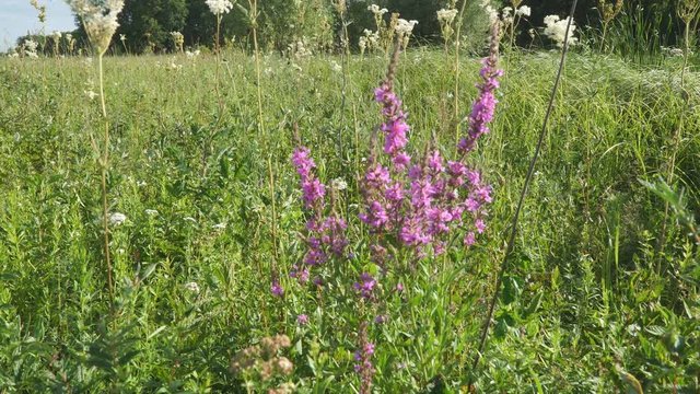 Pink meadow flower. Lythrum salicaria, spiked loosestrife, purple loosestrife, or purple lythrum