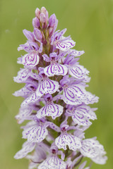 Dactylorhiza elata orquidea wild white and pink or white and purple of medium or large size,...