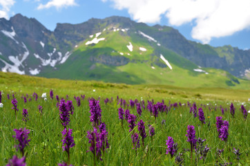 Alpine meadow. Melchsee-Frutt, Switzerland