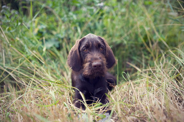 Young puppy of Bohemian wire-haired Pointing griffon dog