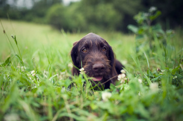 Young puppy of Bohemian wire-haired Pointing griffon dog