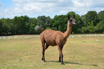 Fototapeta premium Lama