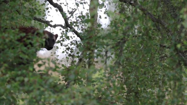 Wolverine animal, Gulo gulo, sat in a tree amongst the summer foliage showing behaviour.