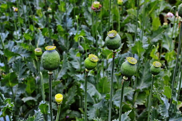 Green poppy heads in late summer