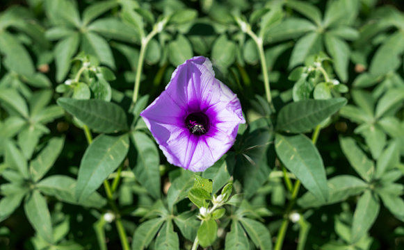 butterfly on flower