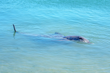 Fototapeta premium dolphins at monkey mia, sharkes bay, western australia 6