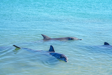 Fototapeta premium dolphins at monkey mia, sharkes bay, western australia 11