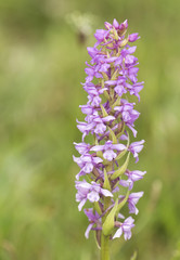 Gymnadenia conopsea marsh fragrant orchid wild in mountain meadows with intense purple color