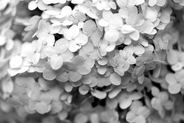 Beautiful white flowers on a blurred background photographed