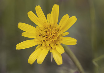 Tragopogon goatsbeard or salsify flower of medium size and intense yellow color in mountain meadow