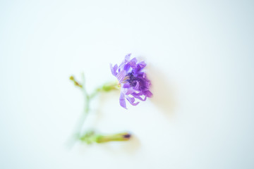 Fototapeta premium Single wild forest blue flower of chicory