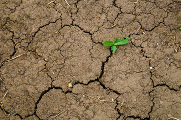 Texture of dry brown cracked earth. Lack of moisture on the soil, drought. The concept of...