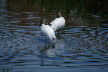 Egrets, Stork, Storks 