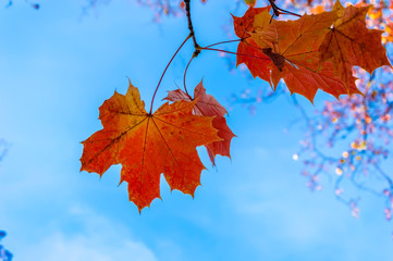 Autumn red and orange maple leaves agains blue sky. Bokeh on the blue background