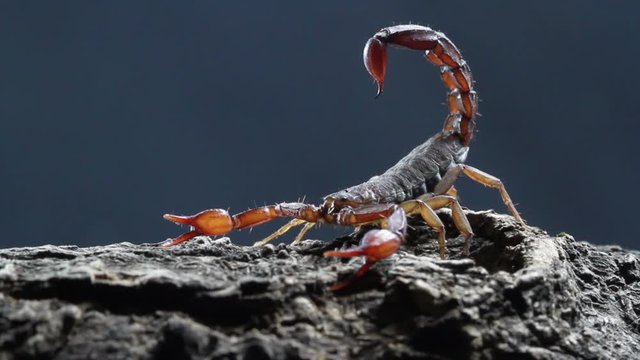 scorpion