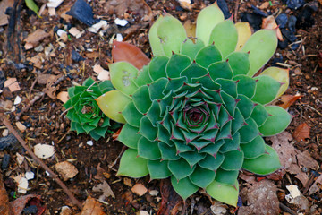 Sempervivum, houseleeks, liveforever