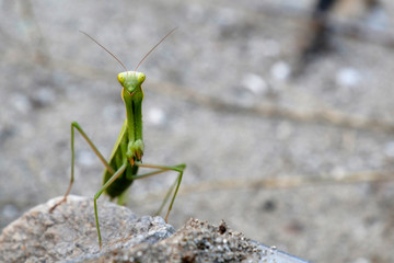 Praying Mantis