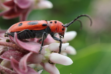 Red Milkweed Beetle munching on a common milkweed plant on a hot summer day.