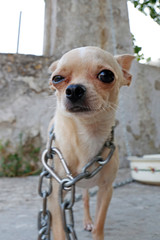 Chihuahua In Chains