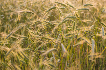 Ears of wheat. Wheat harvest