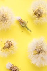 Fluffy dandelions and closed flower buds lie in rows on yellow paper, top view.