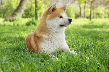 Naklejka na ściany i meble Cute Akita Inu dog on green grass outdoors