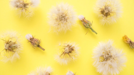 Fluffy dandelions and closed flower buds lie in rows on yellow paper, top view.
