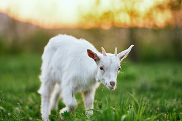 goat on a meadow