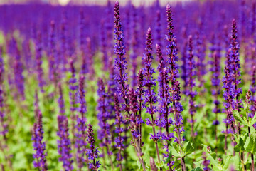 Salvia officinalis, sage, also called garden sage, or common sage in summer. Background made from healing herbs. Alternative health care fresh salvia flowers. close up