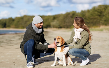 pet, domestic animal and people concept - happy couple with beagle dog on autumn beach