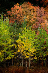 Panele Szklane  Jesienne drzewa osiki Jesienne kolory Złote liście i biały pień Maple Red