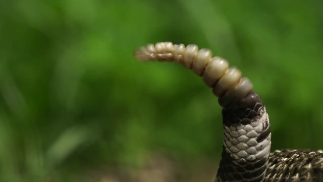 Rattle snake